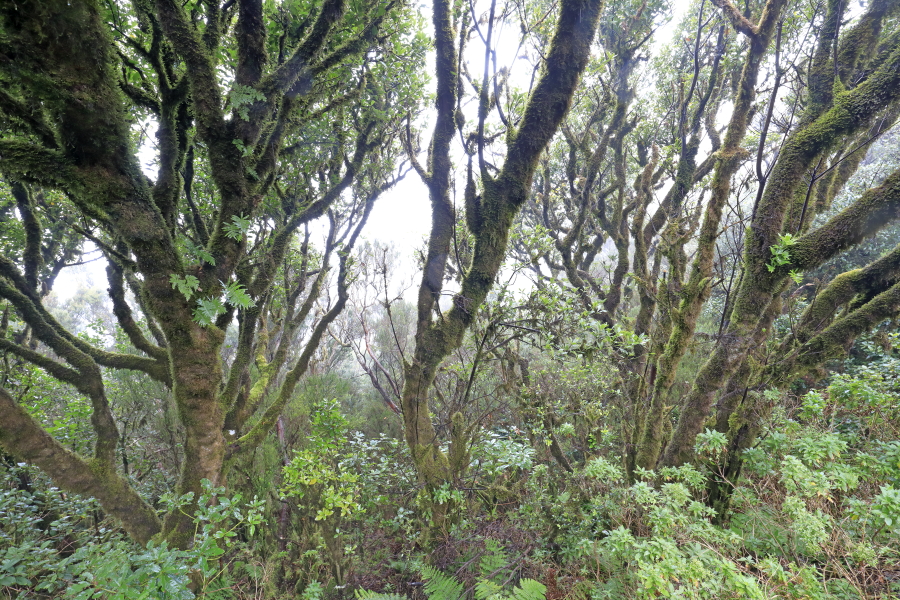 Wolkenverhangener Nebelwald im Anaga-Gebirge im Nordosten von Teneriffa