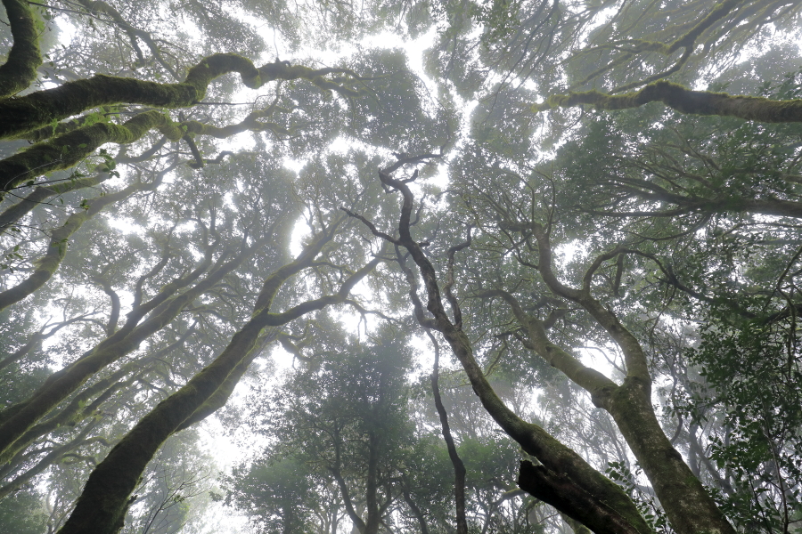 Wolkenverhangener Nebelwald im Anaga-Gebirge im Nordosten von Teneriffa