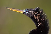 Der Schlangenhalsvogel ist sehr häufig in Florida. Sein Verbreitungsgebiet reicht von Florida über die Küstenstaaten am Golf von Mexiko bis weit nach Südamerika hinein. Beim Tauchen nach Fisch saugt sich sein Gefieder voll Wasser, was ihm den Auftrieb unter Wasser nimmt und eine enorme Wendigkeit verleiht. Nach dem Tauchgang trocknet er sein Gefieder mit ausgebreiteten Flügeln.
