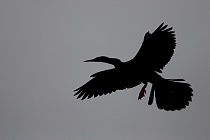 Der Schlangenhalsvogel ist sehr häufig in Florida. Sein Verbreitungsgebiet reicht von Florida über die Küstenstaaten am Golf von Mexiko bis weit nach Südamerika hinein. Beim Tauchen nach Fisch saugt sich sein Gefieder voll Wasser, was ihm den Auftrieb unter Wasser nimmt und eine enorme Wendigkeit verleiht. Nach dem Tauchgang trocknet er sein Gefieder mit ausgebreiteten Flügeln.