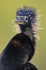 Der Schlangenhalsvogel ist sehr häufig in Florida. Sein Verbreitungsgebiet reicht von Florida über die Küstenstaaten am Golf von Mexiko bis weit nach Südamerika hinein. Beim Tauchen nach Fisch saugt sich sein Gefieder voll Wasser, was ihm den Auftrieb unter Wasser nimmt und eine enorme Wendigkeit verleiht. Nach dem Tauchgang trocknet er sein Gefieder mit ausgebreiteten Flügeln.