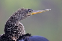 Der Schlangenhalsvogel ist sehr häufig in Florida. Sein Verbreitungsgebiet reicht von Florida über die Küstenstaaten am Golf von Mexiko bis weit nach Südamerika hinein. Beim Tauchen nach Fisch saugt sich sein Gefieder voll Wasser, was ihm den Auftrieb unter Wasser nimmt und eine enorme Wendigkeit verleiht. Nach dem Tauchgang trocknet er sein Gefieder mit ausgebreiteten Flügeln.