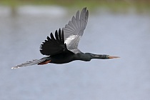 Der Schlangenhalsvogel ist sehr häufig in Florida. Sein Verbreitungsgebiet reicht von Florida über die Küstenstaaten am Golf von Mexiko bis weit nach Südamerika hinein. Beim Tauchen nach Fisch saugt sich sein Gefieder voll Wasser, was ihm den Auftrieb unter Wasser nimmt und eine enorme Wendigkeit verleiht. Nach dem Tauchgang trocknet er sein Gefieder mit ausgebreiteten Flügeln.