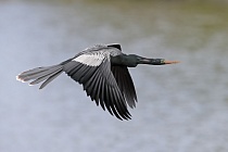 Der Schlangenhalsvogel ist sehr häufig in Florida. Sein Verbreitungsgebiet reicht von Florida über die Küstenstaaten am Golf von Mexiko bis weit nach Südamerika hinein. Beim Tauchen nach Fisch saugt sich sein Gefieder voll Wasser, was ihm den Auftrieb unter Wasser nimmt und eine enorme Wendigkeit verleiht. Nach dem Tauchgang trocknet er sein Gefieder mit ausgebreiteten Flügeln.