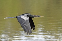 Der Schlangenhalsvogel ist sehr häufig in Florida. Sein Verbreitungsgebiet reicht von Florida über die Küstenstaaten am Golf von Mexiko bis weit nach Südamerika hinein. Beim Tauchen nach Fisch saugt sich sein Gefieder voll Wasser, was ihm den Auftrieb unter Wasser nimmt und eine enorme Wendigkeit verleiht. Nach dem Tauchgang trocknet er sein Gefieder mit ausgebreiteten Flügeln.