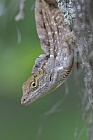 Der Rotkehl-Anolis ist zur Anpassung an seine Umgebung zum Farbwechsel von braun zu grün fähig. Diese Eidechse ist in Florida sehr häufig anzutreffen.