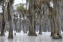 Der Banks Lake liegt bei Lakeland in Georgia. Der ehemalige Teich einer Wassermühle ist durch Aufstauung entstanden. An seinen Ufern wachsen viele große Sumpfzypressen. Das Gebiet genießt den Schutzstatus eines 
