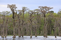 Der Banks Lake liegt bei Lakeland in Georgia. Der ehemalige Teich einer Wassermühle ist durch Aufstauung entstanden. An seinen Ufern wachsen viele große Sumpfzypressen. Das Gebiet genießt den Schutzstatus eines 