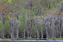 Der Banks Lake liegt bei Lakeland in Georgia. Der ehemalige Teich einer Wassermühle ist durch Aufstauung entstanden. An seinen Ufern wachsen viele große Sumpfzypressen. Das Gebiet genießt den Schutzstatus eines 