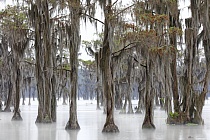 Der Banks Lake liegt bei Lakeland in Georgia. Der ehemalige Teich einer Wassermühle ist durch Aufstauung entstanden. An seinen Ufern wachsen viele große Sumpfzypressen. Das Gebiet genießt den Schutzstatus eines 