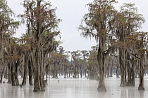 Der Banks Lake liegt bei Lakeland in Georgia. Der ehemalige Teich einer Wassermühle ist durch Aufstauung entstanden. An seinen Ufern wachsen viele große Sumpfzypressen. Das Gebiet genießt den Schutzstatus eines 