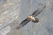 Bartgeier in den Schweizer Alpen