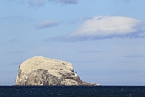 Auf dem Bass Rock brüten ca. 150.000 Basstölpel.