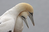Basstölpel Morus bassanus Sula bassana Nordsee
