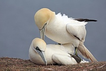 Basstölpel Morus bassanus Sula bassana Nordsee