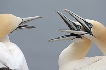 Basstölpel Morus bassanus Sula bassana Nordsee