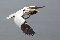 Basstölpel Morus bassanus Sula bassana Nordsee