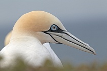 Basstölpel Morus bassanus Sula bassana Nordsee