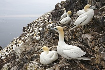 Basstölpel Morus bassanus Sula bassana Nordsee Bass Rock