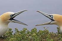 Basstölpel Morus bassanus Sula bassana Nordsee