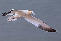 Basstölpel Morus bassanus Sula bassana Nordsee