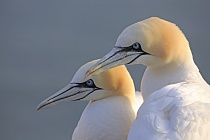 Basstölpel Morus bassanus Sula bassana Nordsee