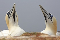 Basstölpel Morus bassanus Sula bassana Nordsee