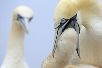 Basstölpel Morus bassanus Sula bassana Nordsee