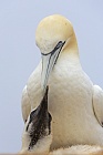 Basstölpel Morus bassanus Sula bassana Nordsee