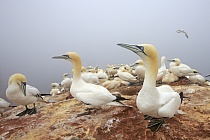 Basstölpel Morus bassanus Sula bassana Nordsee