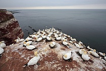 Basstölpel Morus bassanus Sula bassana Nordsee