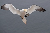 Basstölpel Morus bassanus Sula bassana Nordsee