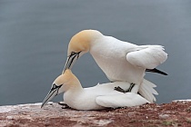 Basstölpel Morus bassanus Sula bassana Nordsee