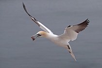 Basstölpel Morus bassanus Sula bassana Nordsee