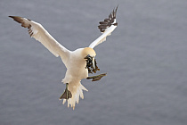 Basstölpel auf Helgoland