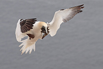 Basstölpel auf Helgoland