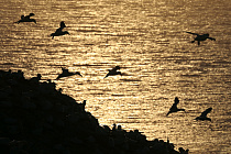 Basstölpel auf Helgoland