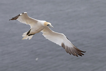 Basstölpel auf Helgoland
