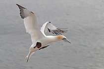 Basstölpel auf Helgoland