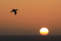 Basstölpel auf Helgoland