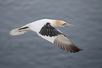 Basstölpel auf Helgoland