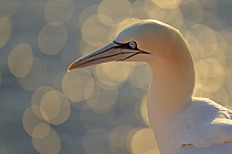 Basstölpel auf Helgoland