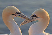 Basstölpel auf Helgoland