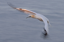 Basstölpel auf Helgoland