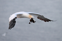 Basstölpel auf Helgoland