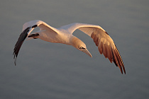 Basstölpel auf Helgoland