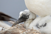 Basstölpel auf Helgoland
