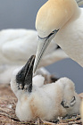 Basstölpel auf Helgoland