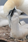 Basstölpel auf Helgoland