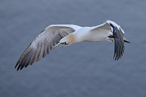 Basstölpel auf Helgoland